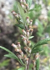 Einzelbild 7 Gemeiner Beifuss - Artemisia vulgaris