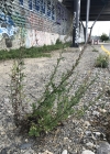 Einzelbild 8 Gemeiner Beifuss - Artemisia vulgaris