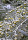 Einzelbild 6 Echter Wermut - Artemisia absinthium