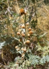 Einzelbild 7 Echter Wermut - Artemisia absinthium