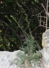 Einzelbild 6 Feld-Beifuss - Artemisia campestris
