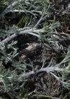 Einzelbild 7 Feld-Beifuss - Artemisia campestris