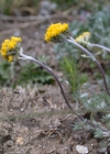 Einzelbild 5 Gletscher-Edelraute - Artemisia glacialis