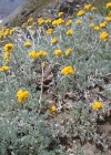 Einzelbild 6 Gletscher-Edelraute - Artemisia glacialis