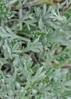 Einzelbild 7 Gletscher-Edelraute - Artemisia glacialis