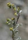 Einzelbild 4 Echte Edelraute - Artemisia umbelliformis