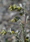 Einzelbild 6 Echte Edelraute - Artemisia umbelliformis
