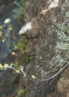 Einzelbild 7 Echte Edelraute - Artemisia umbelliformis