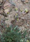 Einzelbild 8 Echte Edelraute - Artemisia umbelliformis