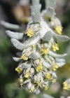 Einzelbild 4 Ährige Edelraute - Artemisia genipi