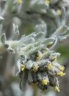 Einzelbild 5 Ährige Edelraute - Artemisia genipi