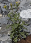 Einzelbild 7 Klebriges Greiskraut - Senecio viscosus