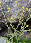 Einzelbild 8 Klebriges Greiskraut - Senecio viscosus