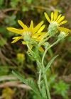 Einzelbild 5 Raukenblättriges Greiskraut - Senecio erucifolius