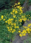 Einzelbild 8 Raukenblättriges Greiskraut - Senecio erucifolius