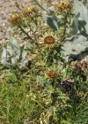 Einzelbild 7 Gewöhnliche Golddistel - Carlina vulgaris