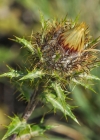 Einzelbild 8 Gewöhnliche Golddistel - Carlina vulgaris