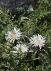 Einzelbild 5 Silberdistel - Carlina acaulis