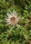 Einzelbild 6 Silberdistel - Carlina acaulis