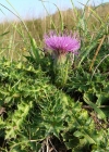 Einzelbild 6 Stängellose Kratzdistel - Cirsium acaule