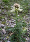 Einzelbild 4 Alpen-Kratzdistel - Cirsium spinosissimum