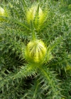 Einzelbild 5 Alpen-Kratzdistel - Cirsium spinosissimum