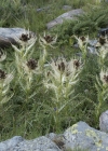 Einzelbild 7 Alpen-Kratzdistel - Cirsium spinosissimum