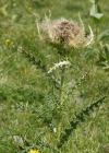 Einzelbild 7 Alpen-Kratzdistel - Cirsium spinosissimum