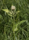 Einzelbild 5 Kohldistel - Cirsium oleraceum