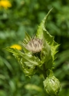 Einzelbild 7 Kohldistel - Cirsium oleraceum