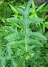 Einzelbild 8 Kohldistel - Cirsium oleraceum