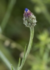 Einzelbild 5 Kornblume - Centaurea cyanus