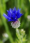 Einzelbild 7 Kornblume - Centaurea cyanus