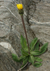 Einzelbild 7 Einköpfiges Ferkelkraut - Hypochaeris uniflora