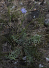 Einzelbild 8 Blauer Lattich - Lactuca perennis