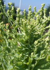 Einzelbild 6 Kopfsalat - Lactuca sativa