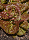 Einzelbild 7 Kopfsalat - Lactuca sativa