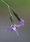 Einzelbild 5 Purpurlattich - Prenanthes purpurea