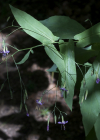 Einzelbild 6 Purpurlattich - Prenanthes purpurea