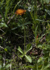 Einzelbild 5 Gold-Pippau - Crepis aurea