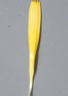 Einzelbild 5 Grossköpfiger Pippau - Crepis conyzifolia