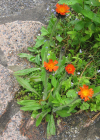 Einzelbild 6 Orangerotes Habichtskraut - Hieracium aurantiacum