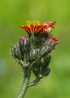 Einzelbild 7 Orangerotes Habichtskraut - Hieracium aurantiacum
