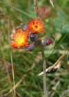 Einzelbild 8 Orangerotes Habichtskraut - Hieracium aurantiacum