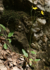 Einzelbild 6 Wald-Habichtskraut - Hieracium murorum aggr.