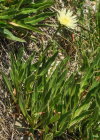 Einzelbild 8 Weissliches Habichtskraut - Hieracium intybaceum