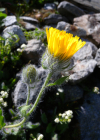 Einzelbild 5 Zottiges Habichtskraut - Hieracium villosum