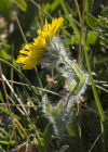 Einzelbild 7 Zottiges Habichtskraut - Hieracium villosum
