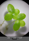 Einzelbild 8 Kleine Wasserlinse - Lemna minor