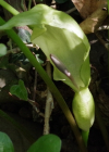 Einzelbild 8 Gemeiner Aronstab - Arum maculatum